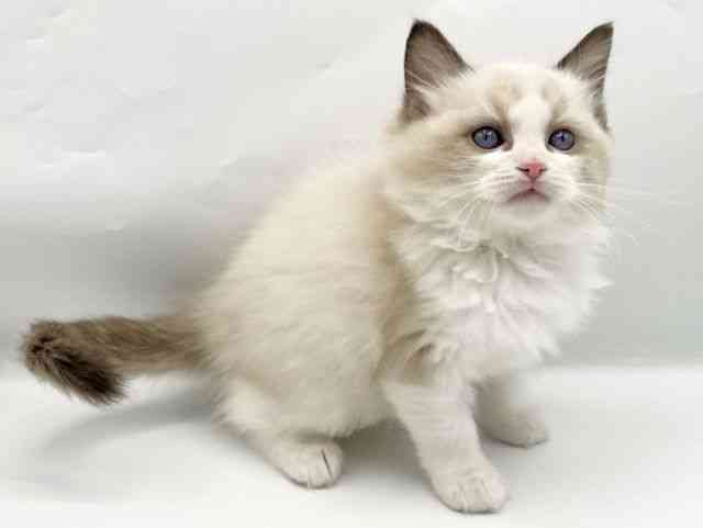 奈良県のラグドール (ひごペットフレンドリートナリエ大和高田店/2025年9月29日生まれ/女の子/シールポイントバイカラー)の子猫の2枚目の画像