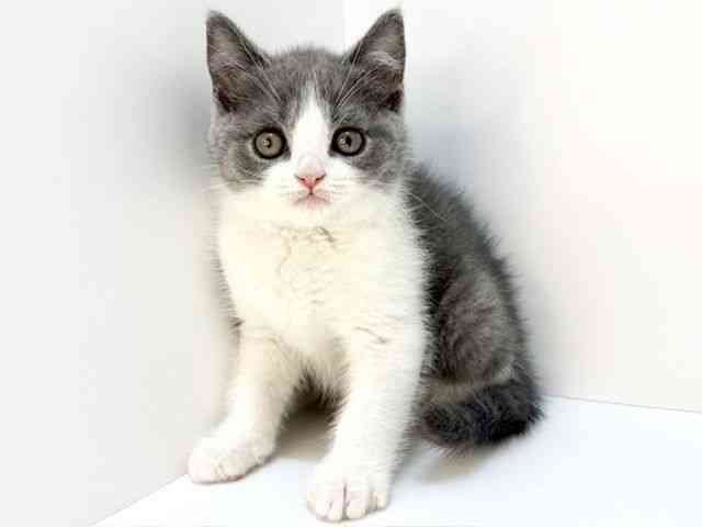 大阪府のブリティッシュショートヘアー (ひごペットフレンドリーいこらもーる泉佐野店/2025年9月28日生まれ/女の子/ブルーホワイト)の子猫の2枚目の画像