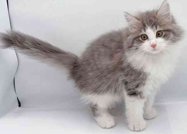 島根県のノルウェージャンフォレストキャット (ひごペットフレンドリーイオン松江ショッピングセンター店/2025年10月1日生まれ/女の子/ブルータビーホワイト)の子猫の2枚目の画像