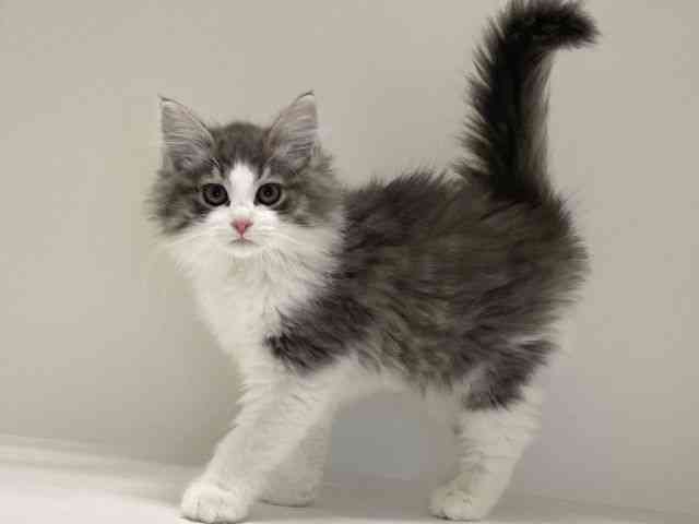 兵庫県のノルウェージャンフォレストキャット (ひごペットフレンドリーイトーヨーカドー明石店/2025年10月1日生まれ/女の子/ブルータビーホワイト)の子猫の2枚目の画像