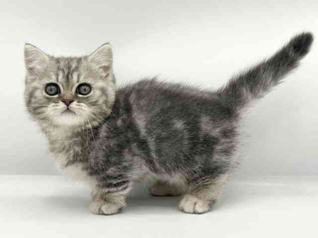 大阪府のマンチカン (ひごペットフレンドリーららぽーとEXPOCITY店/2025年10月2日生まれ/男の子/ブルータビー)の子猫の2枚目の画像