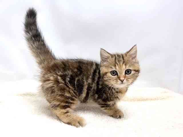 広島県のマンチカン (ひごペットフレンドリーゆめタウン廿日市店/2025年10月2日生まれ/女の子/ブラウンタビー)の子猫の2枚目の画像