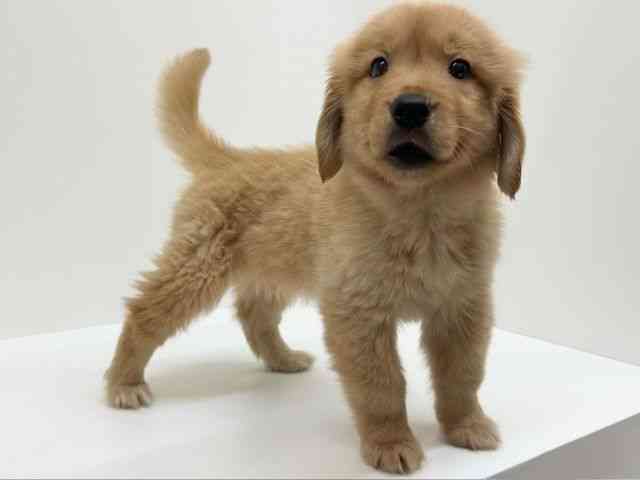 兵庫県のゴールデンレトリバー (ひごペットフレンドリーブルメールHAT神戸店/2025年10月1日生まれ/男の子/ゴールデン)の子犬の2枚目の画像