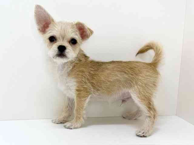 大阪府のチワマル/マルチワ(チワワ×マルチーズ) (ひごペットフレンドリーいこらもーる泉佐野店/2025年10月1日生まれ/男の子/レッドホワイト)の子犬の2枚目の画像