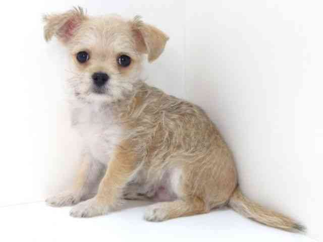 大阪府のチワマル/マルチワ(チワワ×マルチーズ) (ひごペットフレンドリーいこらもーる泉佐野店/2025年10月1日生まれ/男の子/レッドホワイト)の子犬の2枚目の画像