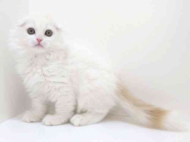 大阪府のスコティッシュフォールド (ひごペットフレンドリーいこらもーる泉佐野店/2025年10月1日生まれ/男の子/クリームタビーホワイト)の子猫の2枚目の画像