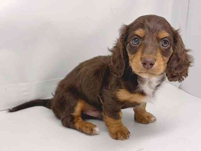 京都府のミニチュアダックスフンド(ロング) (ひごペットフレンドリー洛北阪急スクエア店/2025年10月2日生まれ/男の子/チョコレートタン)の子犬の2枚目の画像