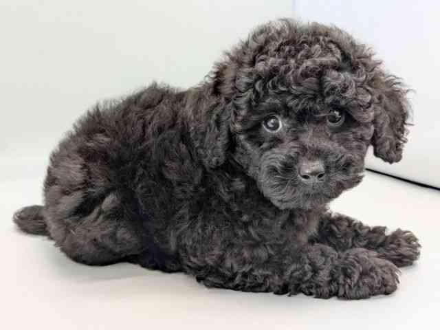 京都府のミニチュアプードル (ひごペットフレンドリー京都店/2025年10月2日生まれ/女の子/ブラック)の子犬の2枚目の画像
