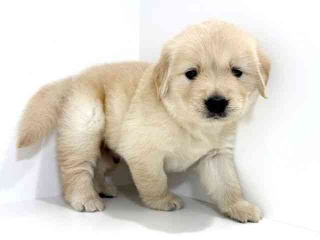 兵庫県のゴールデンレトリバー (ひごペットフレンドリーイトーヨーカドー明石店/2025年10月1日生まれ/男の子/ゴールデン)の子犬の2枚目の画像