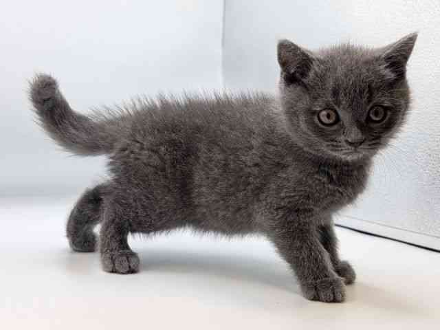 香川県のブリティッシュショートヘアー (ひごペットフレンドリーゆめタウン高松店/2025年10月4日生まれ/男の子/ブルー)の子猫の2枚目の画像