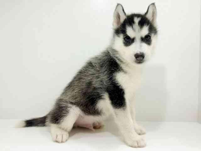 広島県のシベリアンハスキー (ひごペットフレンドリーフジグラン神辺店/2025年9月25日生まれ/男の子/ブラックホワイト)の子犬の2枚目の画像