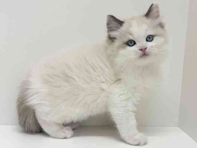 大阪府のラグドール (ひごペットフレンドリーくずはモール店/2025年10月3日生まれ/男の子/シールポイントバイカラー)の子猫の2枚目の画像