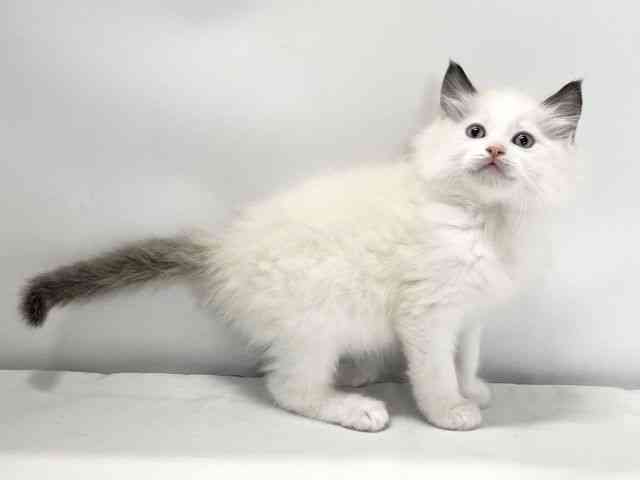 愛媛県のラグドール (ひごペットフレンドリーイオンモール今治新都市店/2025年10月3日生まれ/男の子/シールポイントバイカラー)の子猫の2枚目の画像