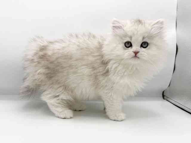 大阪府のペルシャ (ひごペットフレンドリーららぽーとEXPOCITY店/2025年10月4日生まれ/女の子/チンチラシルバー)の子猫の2枚目の画像