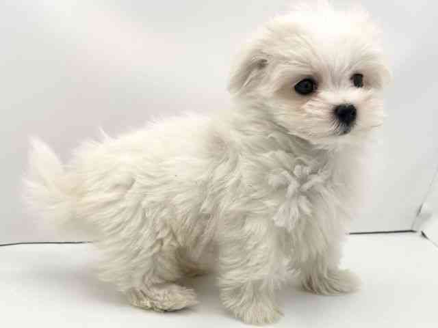兵庫県のマルチーズ (ひごペットフレンドリークラウンパーク伊丹店/2025年10月4日生まれ/女の子/ホワイト)の子犬の2枚目の画像