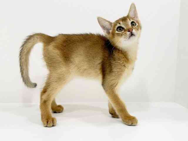 広島県のアビシニアン (ひごペットフレンドリーフジグラン神辺店/2025年9月21日生まれ/女の子/ルディ)の子猫の2枚目の画像