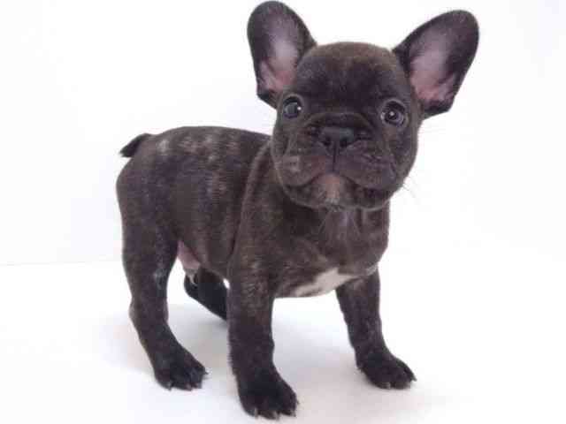 大阪府のフレンチブルドッグ (ひごペットフレンドリーいこらもーる泉佐野店/2025年10月4日生まれ/男の子/ブリンドル)の子犬の2枚目の画像