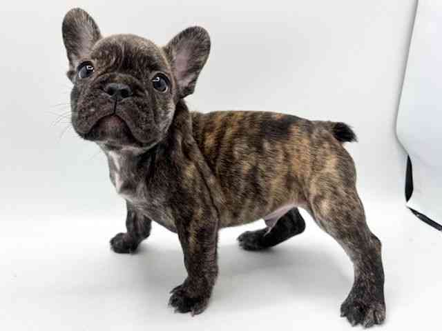 大阪府のフレンチブルドッグ (ひごペットフレンドリーみのおキューズモール店/2025年10月4日生まれ/男の子/ブリンドル)の子犬の2枚目の画像