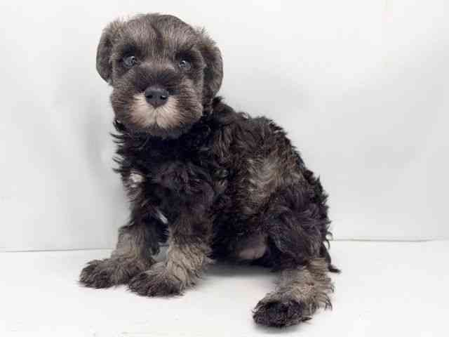 京都府のミニチュアシュナウザー (ひごペットフレンドリー洛北阪急スクエア店/2025年10月5日生まれ/女の子/ソルトペッパー)の子犬の2枚目の画像