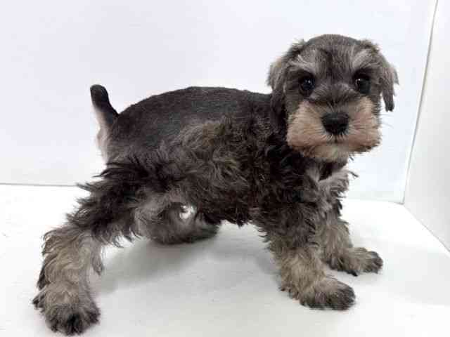 大阪府のミニチュアシュナウザー (ひごペットフレンドリーベルファⅡ都島店/2025年10月5日生まれ/女の子/ソルトペッパー)の子犬の2枚目の画像