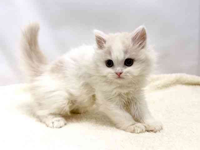 広島県のラガマフィン (ひごペットフレンドリーゆめタウン廿日市店/2025年10月3日生まれ/女の子/クリームホワイト)の子猫の2枚目の画像