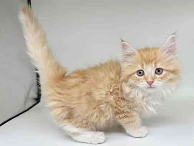 大阪府のサイベリアン (ひごペットフレンドリー瓜破店/2025年10月4日生まれ/男の子/レッドタビーホワイト)の子猫の2枚目の画像