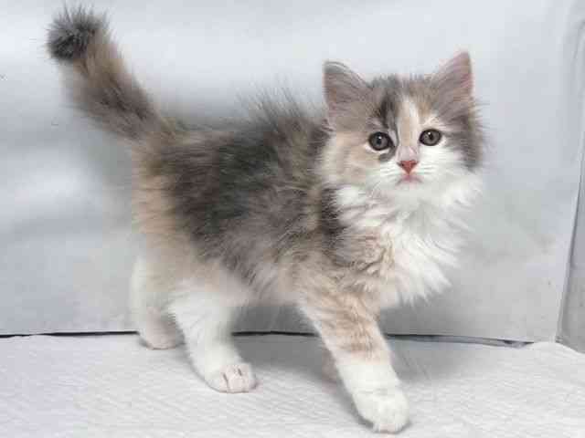 大阪府のサイベリアン (ひごペットフレンドリー堺プラットプラット店/2025年10月4日生まれ/女の子/ダイリュートキャリコ)の子猫の2枚目の画像