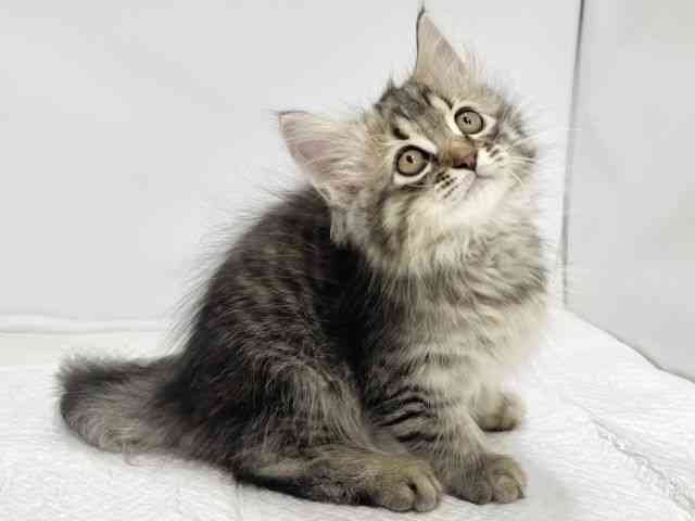 高知県のサイベリアン (ひごペットフレンドリーイオンモール高知店/2025年10月4日生まれ/男の子/ブラウンタビー)の子猫の2枚目の画像