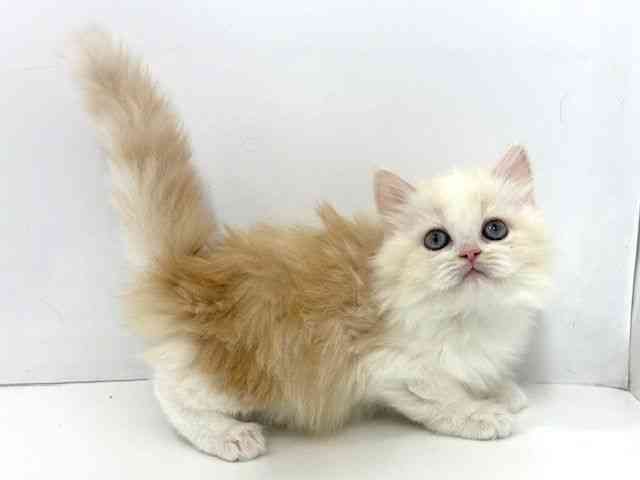 大阪府のサイベリアン (ひごペットフレンドリーベルファⅡ都島店/2025年10月4日生まれ/女の子/クリームホワイト)の子猫の2枚目の画像