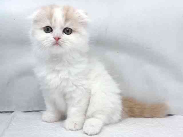 大阪府のスコティッシュフォールド (ひごペットフレンドリー堺プラットプラット店/2025年10月4日生まれ/女の子/クリームホワイト)の子猫の2枚目の画像