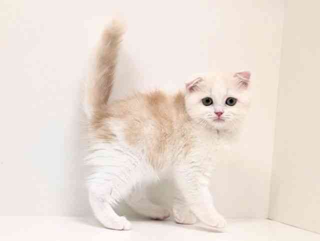 福岡県のスコティッシュフォールド (ひごペットフレンドリーリバーウォーク北九州店/2025年10月4日生まれ/女の子/クリームホワイト)の子猫の2枚目の画像