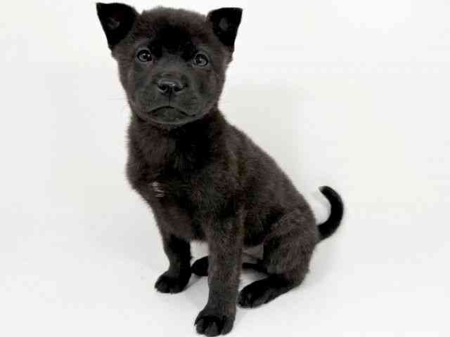 京都府の甲斐犬 (ひごペットフレンドリーイズミヤショッピングセンター八幡店/2025年10月1日生まれ/男の子/黒虎)の子犬の2枚目の画像