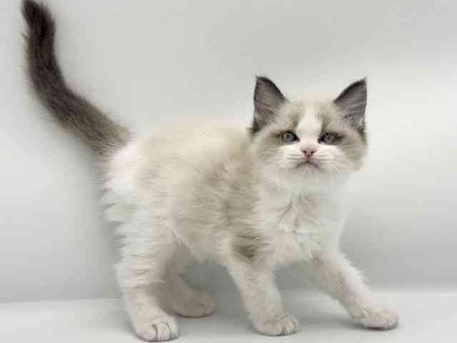 大阪府のラグドール (ひごペットフレンドリーららぽーとEXPOCITY店/2025年10月3日生まれ/男の子/シールポイントバイカラー)の子猫の2枚目の画像