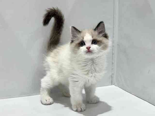 大阪府のラグドール (ひごペットフレンドリーセブンパーク天美店/2025年10月3日生まれ/男の子/シールポイントバイカラー)の子猫の2枚目の画像