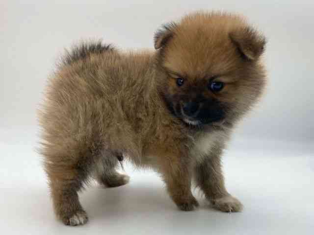 島根県のポメラニアン (ひごペットフレンドリーイオンモール出雲店/2025年10月4日生まれ/男の子/オレンジ)の子犬の2枚目の画像