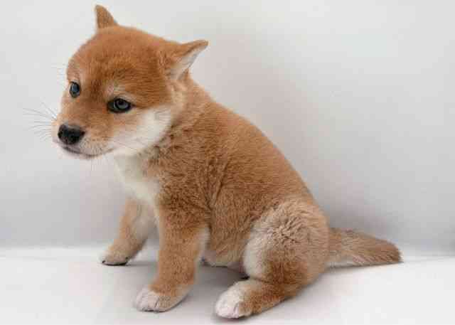 島根県の柴犬(標準サイズ) (ひごペットフレンドリーイオン松江ショッピングセンター店/2025年10月4日生まれ/女の子/赤)の子犬の2枚目の画像