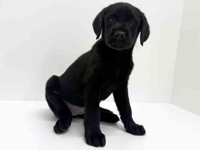 大阪府のラブラドールレトリーバー (ひごペットフレンドリーくずはモール店/2025年10月4日生まれ/女の子/ブラック)の子犬の2枚目の画像