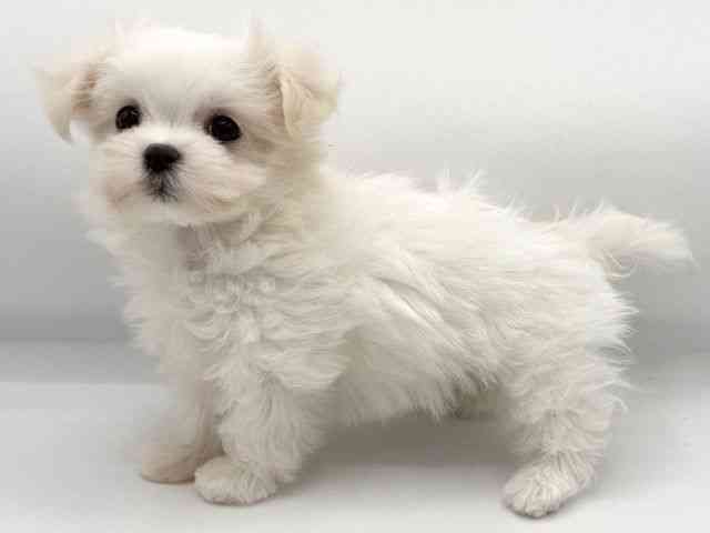 大阪府のマルチーズ (ひごペットフレンドリーららぽーとEXPOCITY店/2025年9月29日生まれ/女の子/ホワイト)の子犬の2枚目の画像