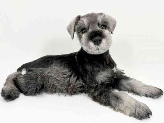 京都府のミニチュアシュナウザー (ひごペットフレンドリーイズミヤショッピングセンター八幡店/2025年10月2日生まれ/男の子/ソルトペッパー)の子犬の2枚目の画像