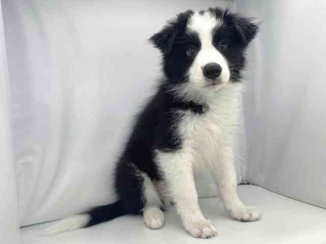 兵庫県のボーダーコリー (ひごペットフレンドリーイオンタウン加古川店/2025年10月3日生まれ/男の子/ブラックホワイトタン)の子犬の2枚目の画像