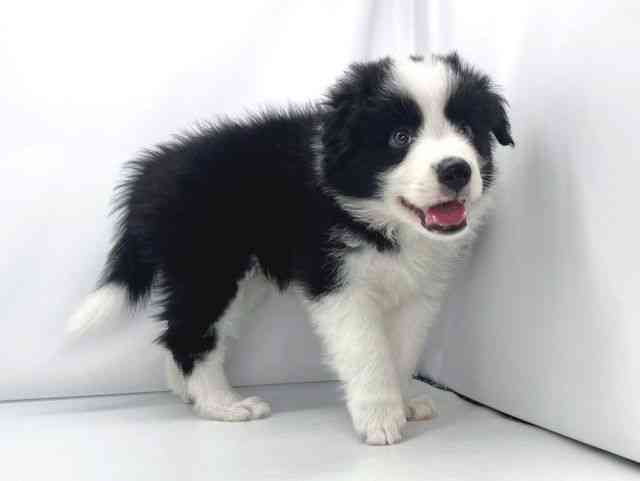 兵庫県のボーダーコリー (ひごペットフレンドリーイオンタウン加古川店/2025年10月3日生まれ/男の子/ブラックホワイトタン)の子犬の2枚目の画像