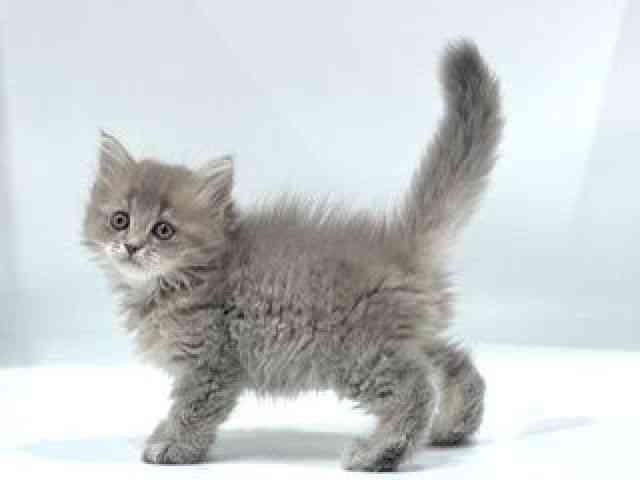 愛知県のラガマフィン (ひごペットフレンドリーヴィアモール アピタ江南西店/2025年10月5日生まれ/男の子/ブルータビー)の子猫の2枚目の画像