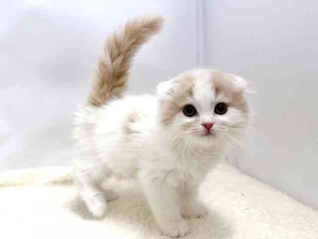 広島県のスコティッシュフォールド (ひごペットフレンドリーゆめタウン廿日市店/2025年10月5日生まれ/男の子/クリームタビーホワイト)の子猫の2枚目の画像