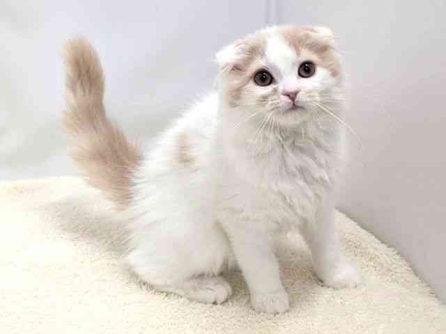 広島県のスコティッシュフォールド (ひごペットフレンドリーゆめタウン廿日市店/2025年10月5日生まれ/男の子/クリームタビーホワイト)の子猫の2枚目の画像