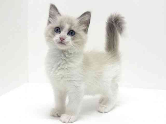 大阪府のネヴァマスカレード (ひごペットフレンドリーくずはモール店/2025年10月5日生まれ/男の子/ブルーポイントホワイト)の子猫の2枚目の画像