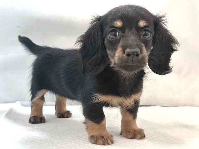 大阪府のカニンヘンダックスフンド(ロング) (ひごペットフレンドリー堺プラットプラット店/2025年10月4日生まれ/女の子/ブラックイエロー)の子犬の2枚目の画像