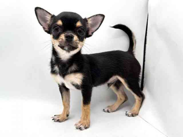 奈良県のチワワ(スムース) (ひごペットフレンドリー田原本店/2025年10月4日生まれ/男の子/ブラックタンホワイト)の子犬の2枚目の画像