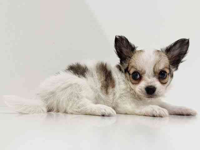 奈良県のチワワ(ロング) (ひごペットフレンドリーイオンモール橿原ウエスト・ビレッジ店/2025年10月3日生まれ/女の子/パーティーカラー)の子犬の2枚目の画像