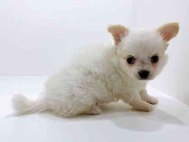 広島県のチワワ(ロング) (ひごペットフレンドリーフジグラン神辺店/2025年10月3日生まれ/男の子/ホワイト)の子犬の2枚目の画像