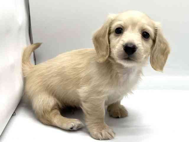 京都府のミニチュアダックスフンド(ロング) (ひごペットフレンドリー京都店/2025年10月4日生まれ/男の子/イエロー)の子犬の2枚目の画像